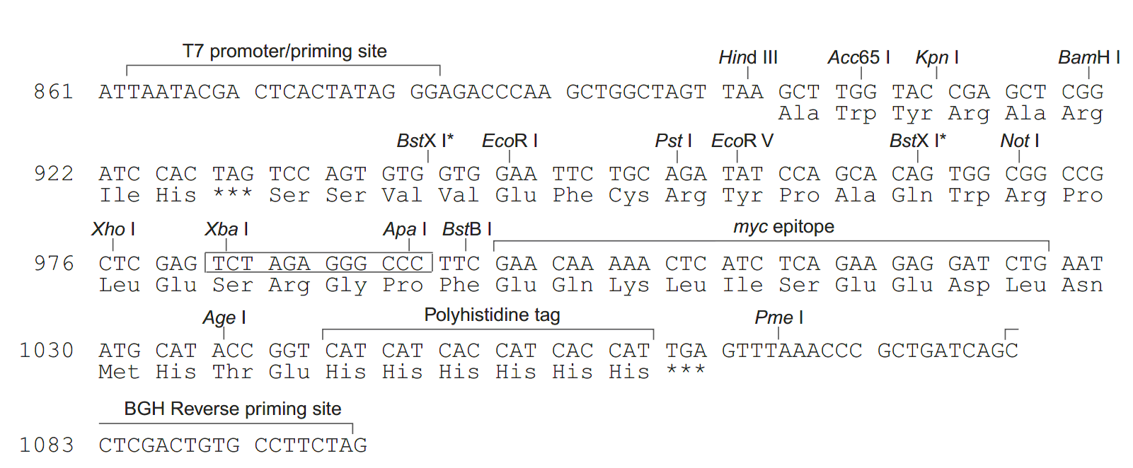 pcDNA4-myc-His A 多克隆位点 点击看大图 pcDNA4-myc-His A 多克隆位点